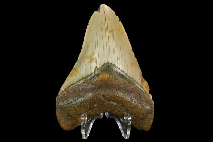Fossil Megalodon Tooth - North Carolina #124670